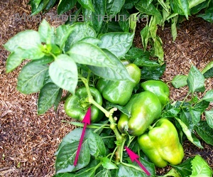 caracteristici biologice Pepper Pepper (ardei) caracteristici biologice de piper