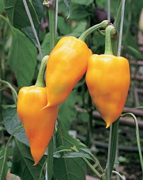 Pepper că o astfel de maturitate tehnică, să crească o grădină! (Grow) Pepper că o astfel de maturitate tehnică, să crească o grădină!
