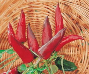 Pepper că o astfel de maturitate tehnică, să crească o grădină! (Ripening) Pepper că o astfel de maturitate tehnică, să crească o grădină!