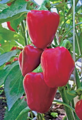 Pepper că o astfel de maturitate tehnică, să crească o grădină! (Tehnic) Pepper că o astfel de maturitate tehnică, să crească o grădină!