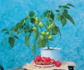 Pepper că o astfel de maturitate tehnică, să crească o grădină! (Virusul mozaicului tutunului) Pepper că o astfel de maturitate tehnică, să crească o grădină!