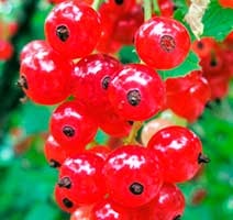 coacăze fructifere (coacăz roșu) fructoase coacaze