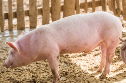 porci Landrace rasa descriere, conținutul și hrănire (Landrace) porci Landrace Rasa descriere, conținutul și hrănire