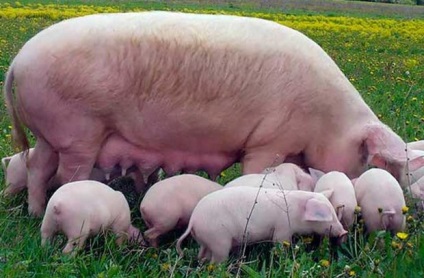 porci Landrace rasa descriere, conținutul și hrănire (hrănire) porci Landrace Rasa descriere, conținutul și hrănire