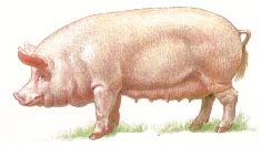 Porci (cântărire costurilor pentru hrană) porci