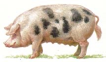 Porci (cântărire costurilor pentru hrană) porci