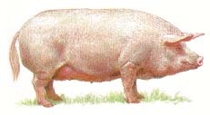 Porci (cântărire costurilor pentru hrană) porci