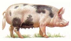 Specii porcine (porci) porci