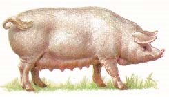 Porci (vieri cântăresc adulți) porci