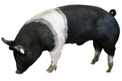 Porci (roca) porci