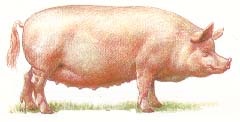 Specii porcine (porci) porci