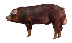 Porci (porci) porci