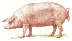 Porci (porci) porci