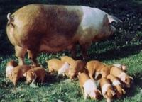 Porci (vieri cântăresc adulți) porci