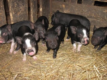 Porci - grătare, vislobryuhaya, Landrace etc. (porci) Porci - grătare, vislobryuhaya, Landrace, etc.