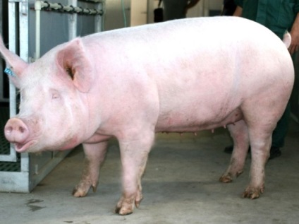 Porci - grătare, vislobryuhaya, Landrace etc. (Landrace) Porci - grătare, vislobryuhaya, Landrace, etc.