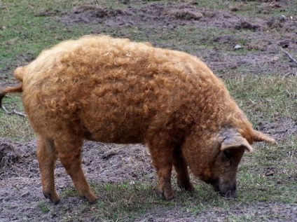 Porci - grătare, vislobryuhaya, Landrace etc. (vislobryuhaya) Porci - grătare, vislobryuhaya, Landrace, etc.