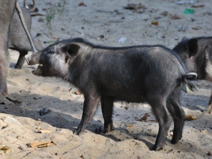 Porci - grătare, vislobryuhaya, Landrace etc. (vislobryuhaya) Porci - grătare, vislobryuhaya, Landrace, etc.