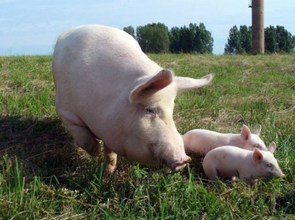 Porci - grătare, vislobryuhaya, Landrace, etc.