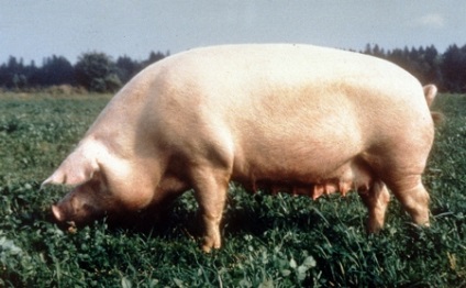 Porcii cu imagini și denumirile de videoclipuri (de porci) Porcii cu fotografii și nume, video