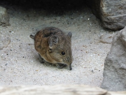 Ca un șoarece - casa zemleroykasvoy animale în sat (mouse-ul) Ca un șoarece - casa zemleroykasvoy animale în localitate