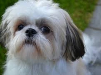 Reguli tunsoare Shih Tzu (de îngrijire a părului este) Reguli tunsoare Shih Tzu