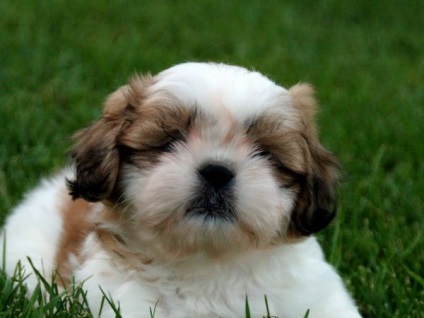 Reguli Shih Tzu tunsoare (haircut) Reguli tunsoare Shih Tzu
