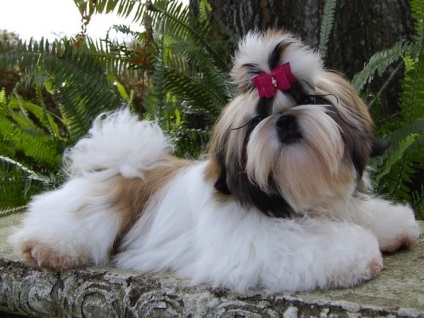 Reguli Shih Tzu tunsoare (haircut) Reguli tunsoare Shih Tzu