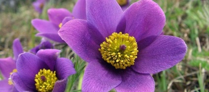 Pulsatilla pentru a provoca evaluări lunare (Pulsatilla) Pulsatilla pentru a provoca comentarii lunare