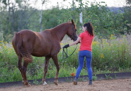 Munca în mână cu un cal (cal spate picioare) Lucrul în mână cu un cal