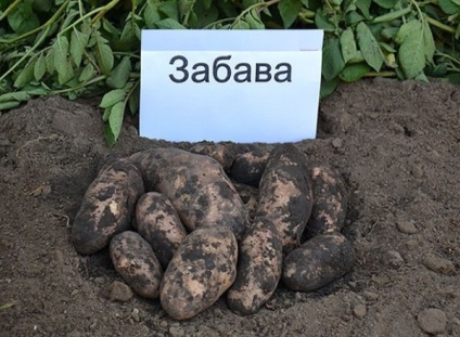 Soiurile de cartofi timpurii și cele mai bune, în creștere propriile lor mâini (cel mai bun) soiurile timpurii de cartofi cel mai bun, în creștere propriile lor mâini