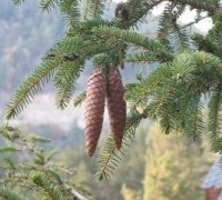 izoflavone din plante și lignani prelungi femeie tânără, Elena Shavlovsky blog (extensie chi interior al tineretului) izoflavone din plante și lignani prelungi femeie tânără, Elena blog Shavlovsky