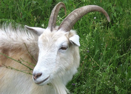 capra rusă - agroxxi (agroxxi) capra rusă - agroxxi