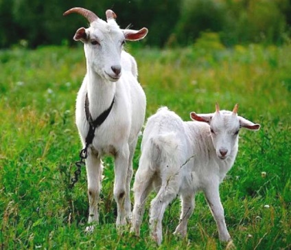 capră Rusă - agroxxi (Rusă alb Descriere capră rasa conținutului foto de reproducție) capra rusă - agroxxi