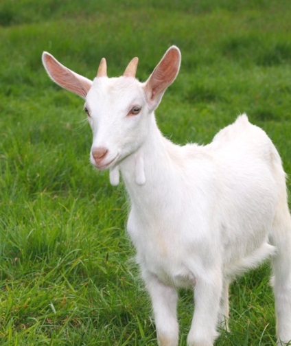 capra rusă - agroxxi (agroxxi) capra rusă - agroxxi