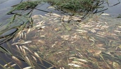 Cele mai ecologice suburbiile murdare ale orașului (murdar) Cele mai ecologice suburbiile orașului murdar