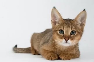Cele mai mari rase de pisici din lume (Pădurea norvegiană Cat) Cele mai mari rase de pisici din lume