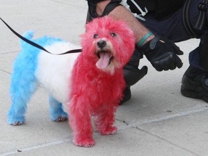 Câinele mai vesel colorat (foto) (animale de companie) Câinele colorat mai vesel (poze)