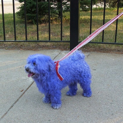Câinele mai vesel colorat (foto) (animale de companie) Câinele colorat mai vesel (poze)