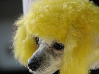 Câinele mai vesel colorat (foto) (Dog) Câinele colorat mai vesel (poze)
