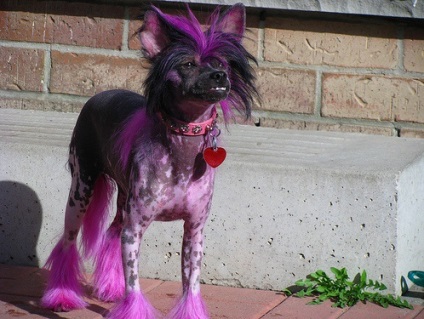 Câinele mai vesel colorat (foto) (foto) Câinele colorat mai vesel (poze)
