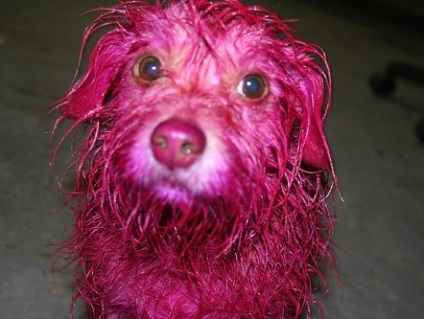Câinele mai vesel colorat (foto) (foto) Câinele colorat mai vesel (poze)