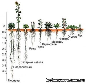 Site-ul profesori de biologie MBOU Liceul № 2 din orașul Voronezh (partea rădăcini adventive) Site-ul profesori de biologie MBOU Liceul № 2 din orașul Voronezh