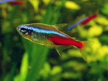 Scalari si guppy intr-un acvariu (guppy) Scalari și guppy într-un rezervor
