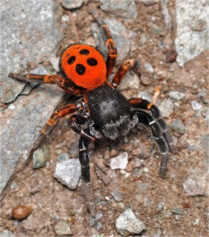 Vis Interpretarea paianjen paianjen ce vise (vise) Vis carte Spider ce vise paianjen