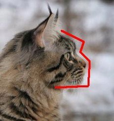 Caracteristica comparativă a raselor autohtone (Maine Coon siberian pisică) Caracteristica comparativă a raselor autohtone