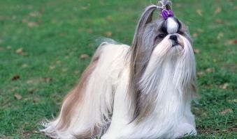 Perierea un tipuri Shih Tzu și caracteristicile (necesare în fiecare zi) Perierea un tipuri Shih Tzu și caracteristici
