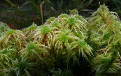 Sphagnum Structură (Sphagnum) Structura Sphagnum