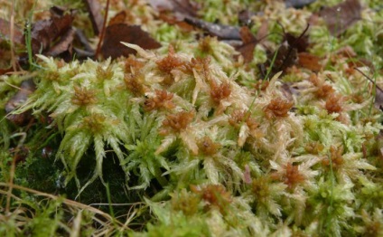 Structura Sphagnum (structura) Structura Sphagnum