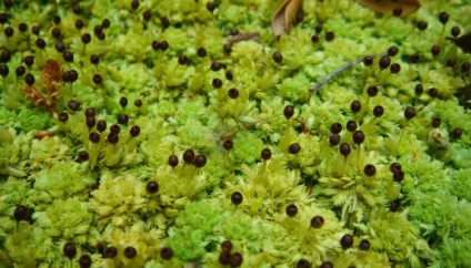 Structura sphagnum (Sphagnum a cărui fotografie) Structura Sphagnum